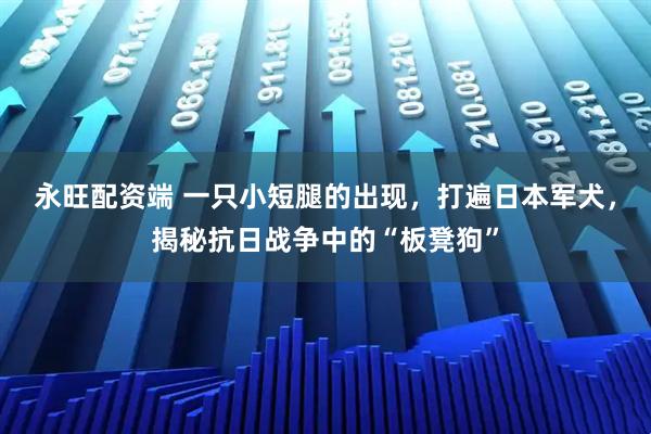 永旺配资端 一只小短腿的出现，打遍日本军犬，揭秘抗日战争中的“板凳狗”